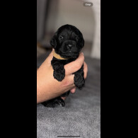 Cockapoo