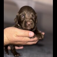 Cockapoo