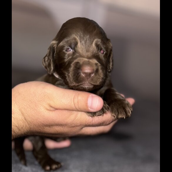 Cockapoo