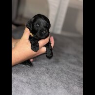 Cockapoo