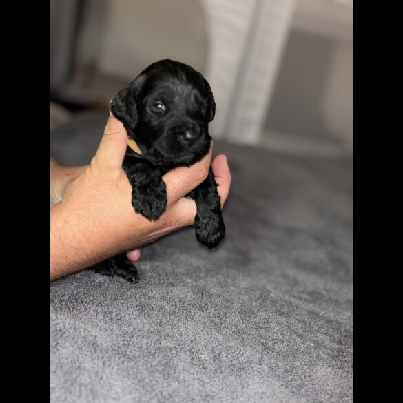 Cockapoo