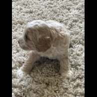 Cockapoo