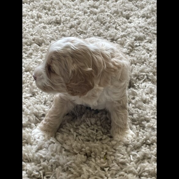 Cockapoo