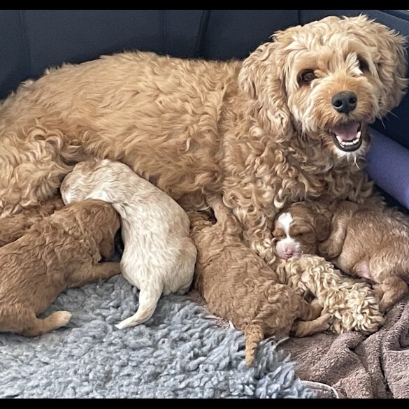 Cockapoo