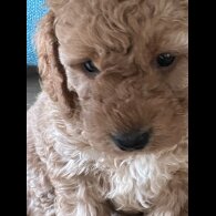 Cockapoo