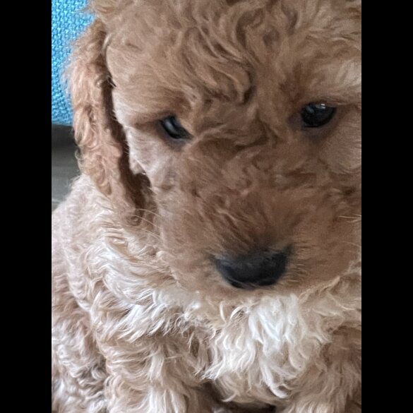 Cockapoo