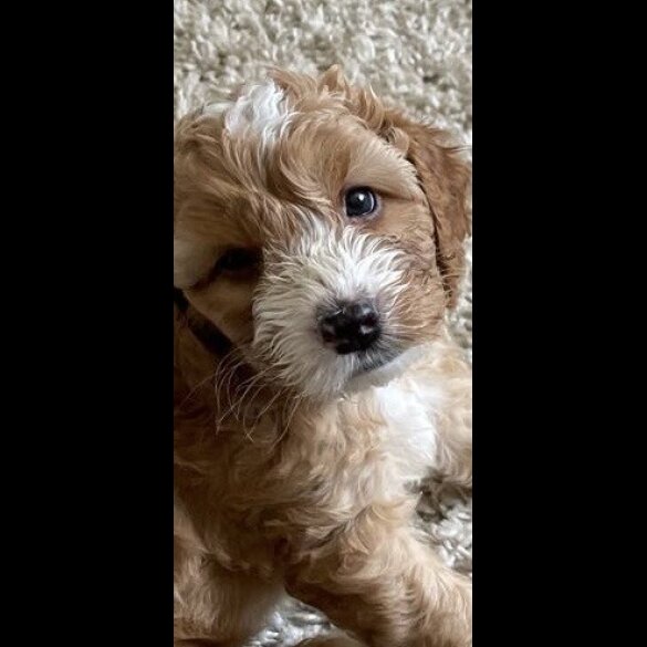 Cockapoo
