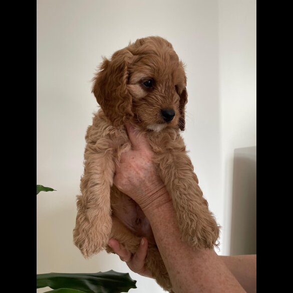 Cockapoo