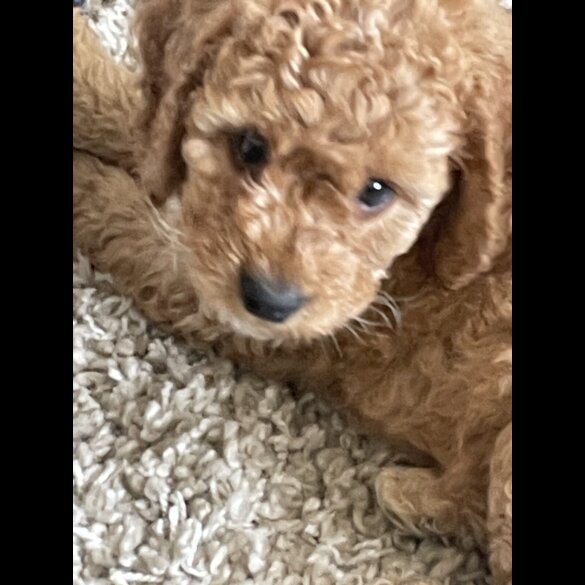 Cockapoo