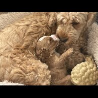 Cockapoo