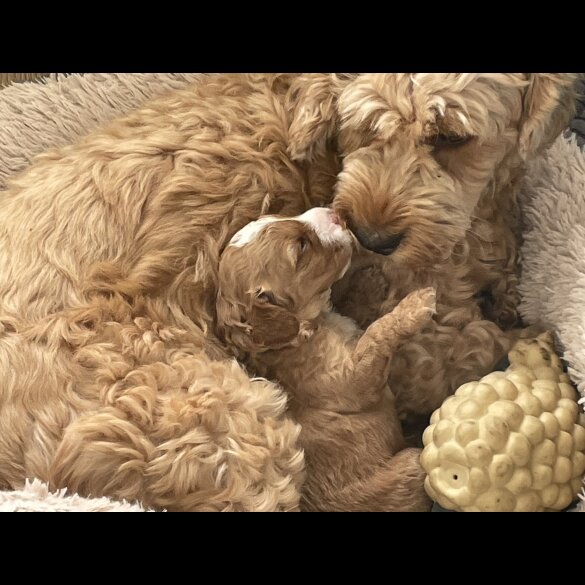 Cockapoo