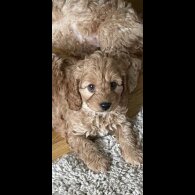 Cockapoo
