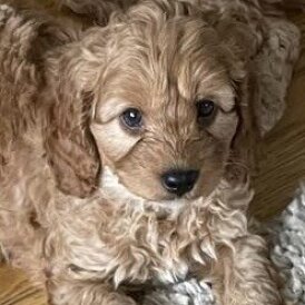 Cockapoo
