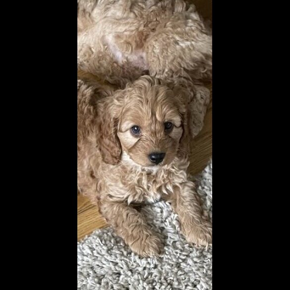 Cockapoo