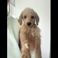 Labradoodle