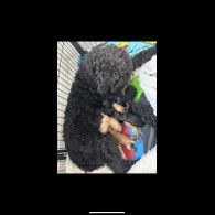 Labradoodle