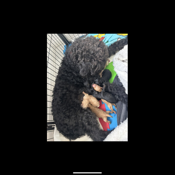 Labradoodle