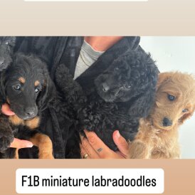 Labradoodle