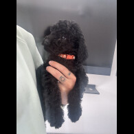 Labradoodle