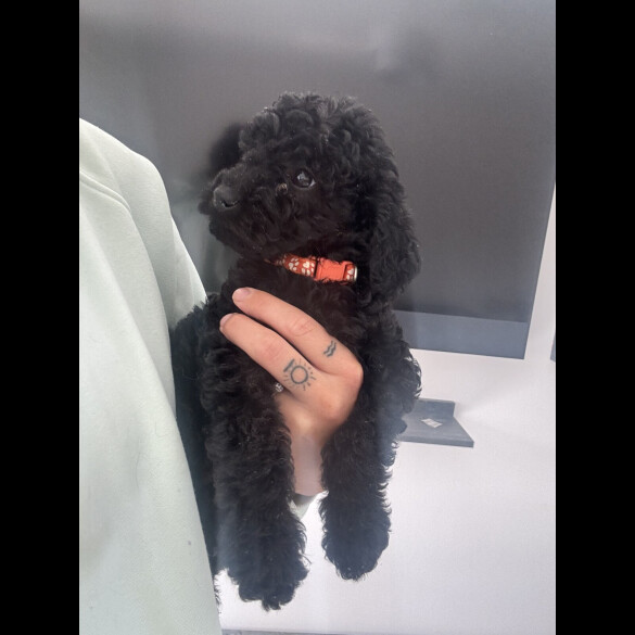 Labradoodle