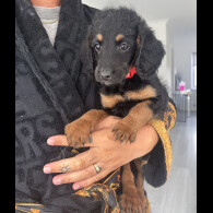 Labradoodle