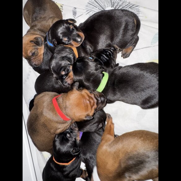 Doberman