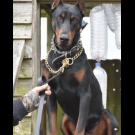 Doberman