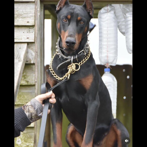 Doberman