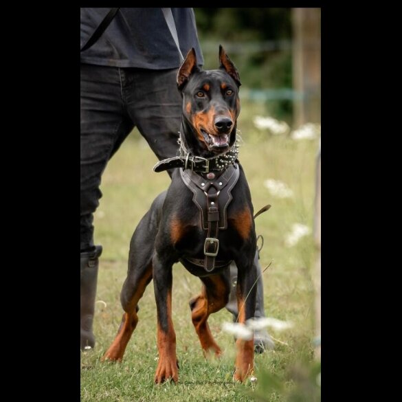 Doberman