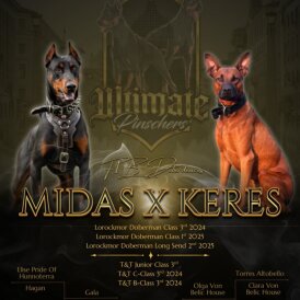 Doberman