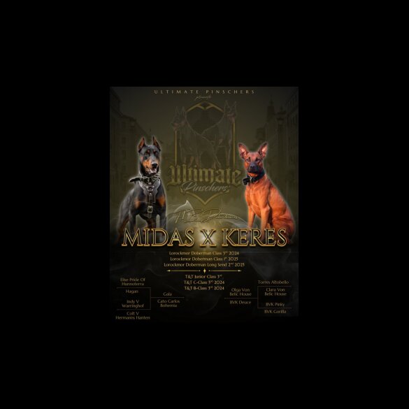 Doberman