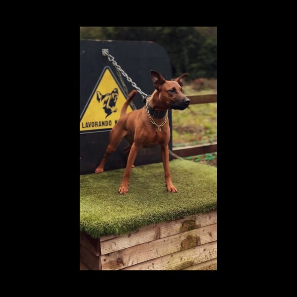 Doberman