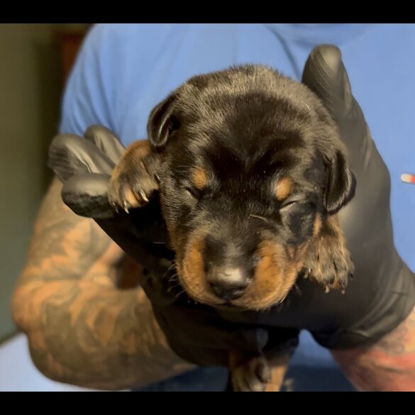 Doberman