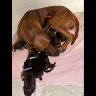 Doberman