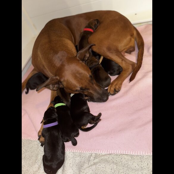 Doberman