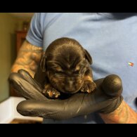 Doberman