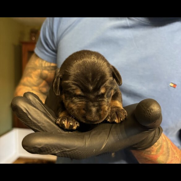Doberman