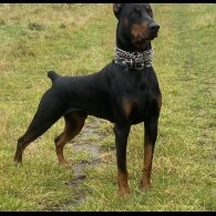 Doberman