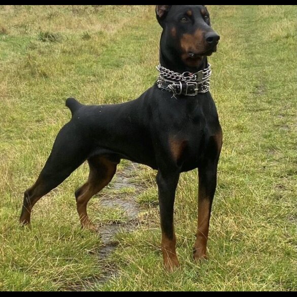 Doberman