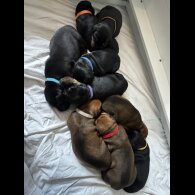 Doberman