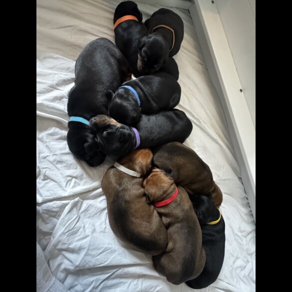 Doberman