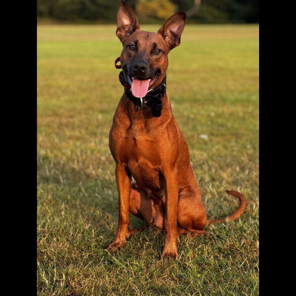 Doberman