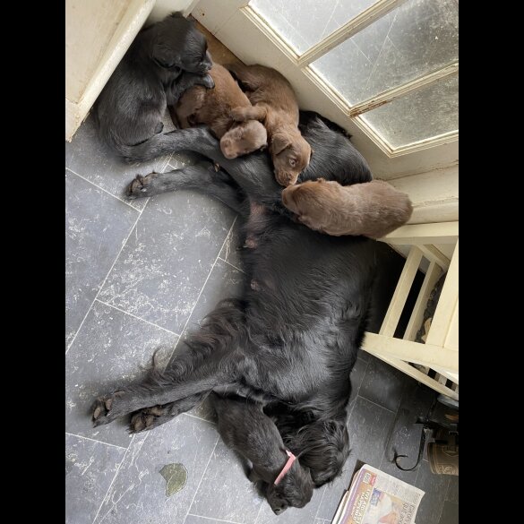 Flat Coated Retriever - Both