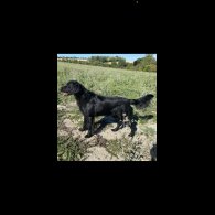 Flat Coated Retriever - Both
