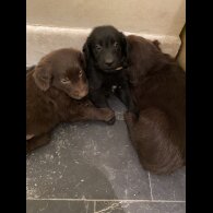 Flat Coated Retriever - Both