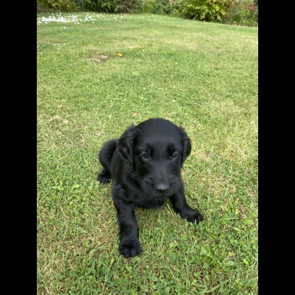 Flat Coated Retriever - Both