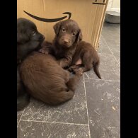 Flat Coated Retriever - Both