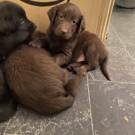 Flat Coated Retriever - Both