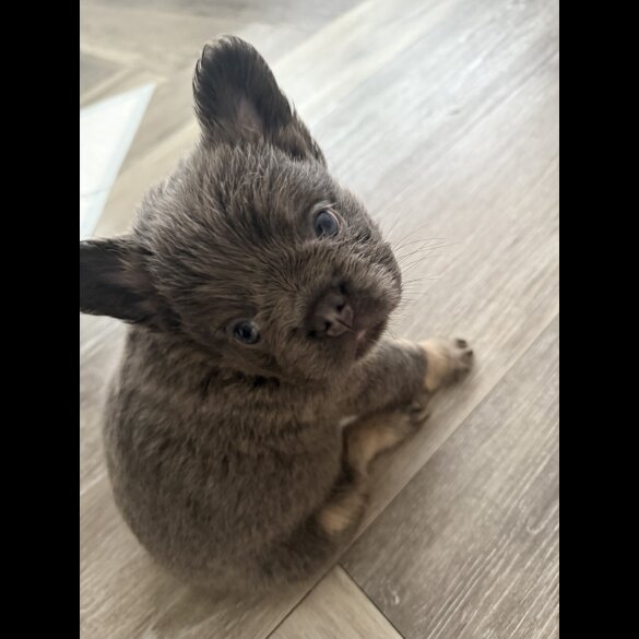 French Bulldog - Both