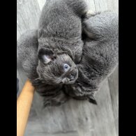 French Bulldog - Both